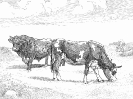 cattle_BW