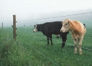 cows_by_fence