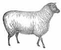 sheep_3