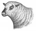 sheep_4