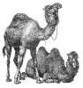 camels_3
