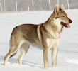 Czechoslovakian_Wolfdog