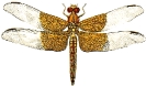 basal_dragonfly