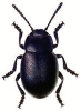 Bloody-Nosed_Beetle