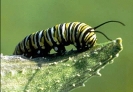 catterpillar_Monarch