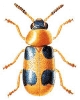 Coptocephala