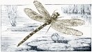 dragonfly_illustration
