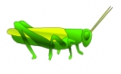 grasshopper_02