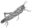grasshopper_3