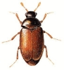 Khapra_Beetle
