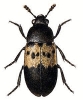 Larder_Beetle