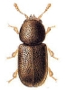 Rhopalodontus