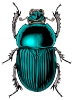 scarabe