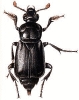 Sexton_Beetle
