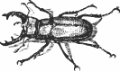 staghorn_beetle