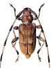 Timberman_Beetle