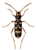 Wasp_Beetle