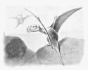Dimorphodon_Pterodactyles