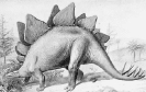 stegosaurus_BW