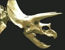 Torosaurus_skull
