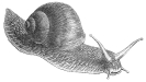 snail_1