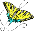 A Yellow Butterfly