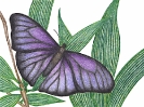 Butterfly is Purple