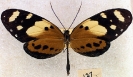 Longwing Butterfly 1