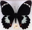 Tailless Swallowtail 1