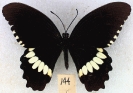 Tailless Swallowtail 2
