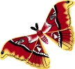 vlinders11