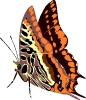 vlinders81