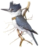 Belted_Kingfisher