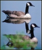canadian_geese