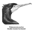 cormorant_2