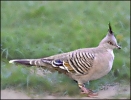 Crested_Pigeon