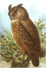 eagle_owl