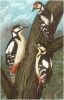 Great_Spotted_Woodpecker