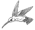 hummingbird_2