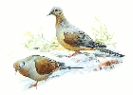 Mourning_Dove