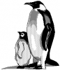 penguin_4