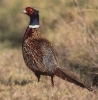 Pheasant_4