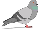 pigeon_3
