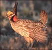 prairie_chicken