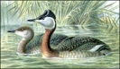 Red-Necked_Grebe