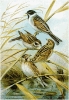 Reed_Bunting