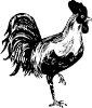 rooster_BW