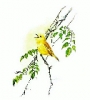 Yellow_Warbler
