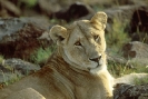 African_Lion