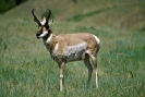 Antelope_Pronghorn